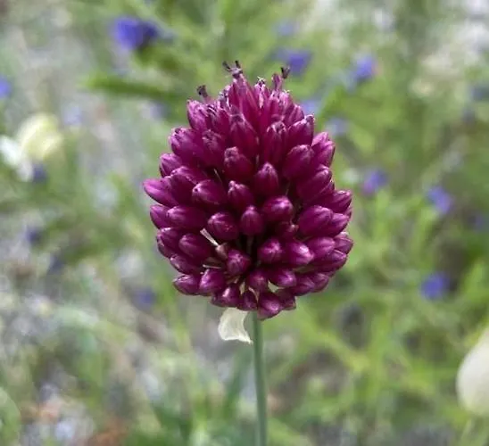 Allium Апартаменты *