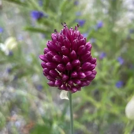 Allium Apartment *