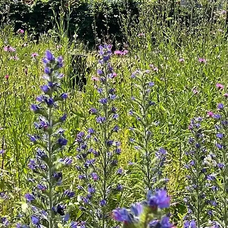 Allium Bad Aibling
